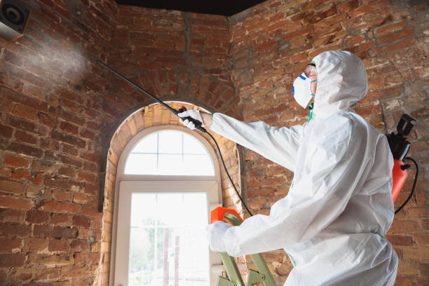 Why You Should Choose Our Mold Remediation Services in Pompano Beach, FL